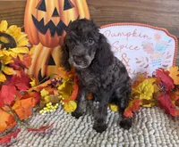 Snickers, a female Cockapoo for sale in Gaffney, SC – 3 of 4