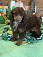Twix, a male Poodle - Miniature  for sale in Gaffney, SC – Photo 1 of 3