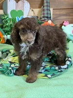 Twix, a male Poodle - Miniature  for sale in Gaffney, SC – Photo 3 of 3