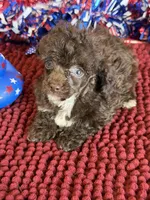 Brownie, a male Poodle - Toy  for sale in Gaffney, SC – 2 of 3
