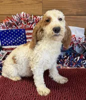 Carl, a male Miniature Labradoodle for sale in Gaffney, SC – 6 of 8