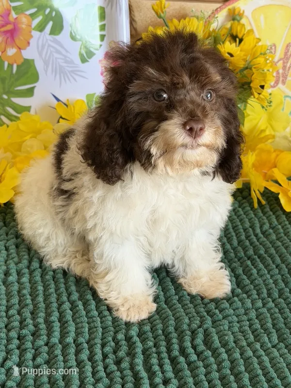 Millie – Cockapoo puppy for sale in Gaffney, SC