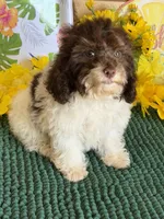 Millie, a female Cockapoo for sale in Gaffney, SC – 1 of 4