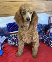 Lacy, a female Poodle - Toy  for sale in Gaffney, SC – 3 of 5