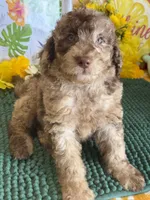 Sally, a female Miniature Labradoodle for sale in Gaffney, SC – 1 of 3