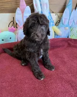 Eva, a female Miniature Goldendoodle for sale in Gaffney, SC – Photo 2 of 4