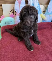 Eva, a female Miniature Goldendoodle for sale in Gaffney, SC – Photo 3 of 4