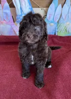 Eva, a female Miniature Goldendoodle for sale in Gaffney, SC – Photo 1 of 4