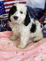 Oreo, a female Miniature Labradoodle for sale in Gaffney, SC – 4 of 4