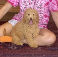 Taffy, a female Miniature Labradoodle for sale in Gaffney, SC – 3 of 4