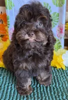 Snickers, a female Cockapoo for sale in Gaffney, SC – 5 of 5