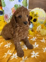 Paul, a male Miniature Labradoodle for sale in Gaffney, SC – 3 of 3