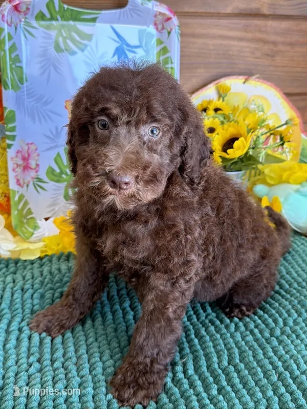 Mocha – Miniature Labradoodle puppy for sale in Gaffney, SC
