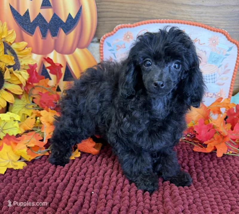 Goblin – Poodle - Toy  puppy for sale in Gaffney, SC