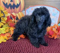 Goblin, a female Poodle - Toy  for sale in Gaffney, SC – 1 of 3
