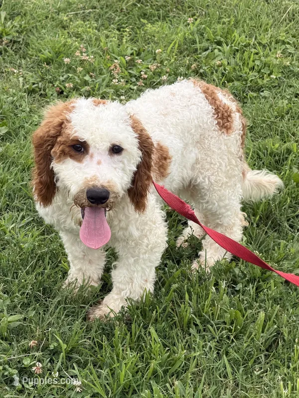 Carl – Miniature Labradoodle puppy for sale in Gaffney, SC