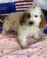Carl, a male Miniature Labradoodle for sale in Gaffney, SC – 3 of 3