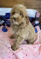Grant, a male Miniature Goldendoodle for sale in Gaffney, SC – 3 of 7