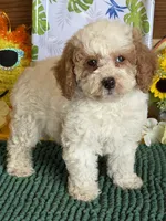 Bonnie, a female Miniature Goldendoodle for sale in Gaffney, SC – 2 of 4
