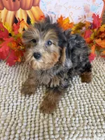 Vanna, a female Cockapoo for sale in Gaffney, SC – 2 of 3
