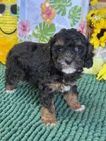 Cooper, a male Cockapoo for sale in Gaffney, SC – 4 of 4