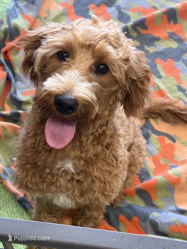 Tanzy – Miniature Labradoodle puppy for sale in Gaffney, SC