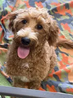 Tanzy, a female Miniature Labradoodle for sale in Gaffney, SC – 1 of 8