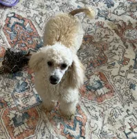 Newton, a male Poodle - Toy  for sale in Gaffney, SC – 9 of 9