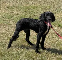 Jet, a female Miniature Labradoodle for sale in Gaffney, SC – 5 of 6