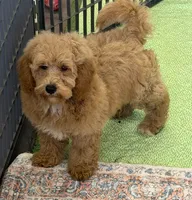Thompson, a male Miniature Goldendoodle for sale in Gaffney, SC – 2 of 6