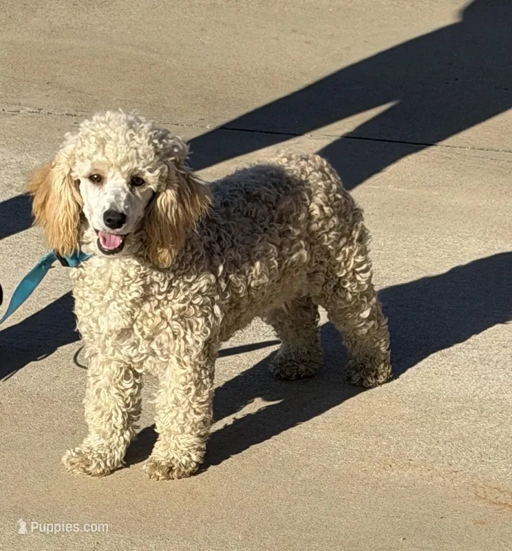 Angie – Poodle - Miniature  puppy for sale in Gaffney, SC