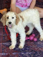 Patty, a female Miniature Labradoodle for sale in Gaffney, SC – 2 of 8