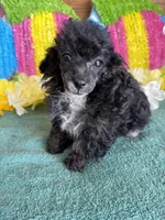 Cory, a male Poodle - Toy  for sale in Gaffney, SC – 3 of 3