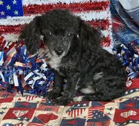 Cory, a male Poodle - Toy  for sale in Gaffney, SC – 3 of 3
