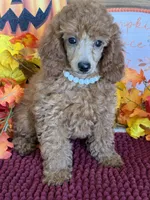 Lucy, a female Poodle - Miniature  for sale in Gaffney, SC – 4 of 4
