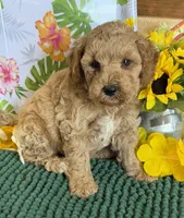 Thompson, a male Miniature Goldendoodle for sale in Gaffney, SC – 3 of 3