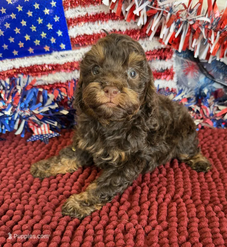 Snickers – Cockapoo puppy for sale in Gaffney, SC