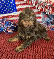 Snickers, a female Cockapoo for sale in Gaffney, SC – 1 of 4