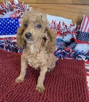 Finn, a male Poodle - Toy  for sale in Gaffney, SC – 3 of 6