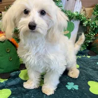 Timmy, a male Maltipoo for sale in Gaffney, SC – Photo 5 of 6
