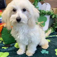 Timmy, a male Maltipoo for sale in Gaffney, SC – Photo 3 of 6