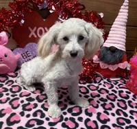 processed/f4f8128a-6f0a-4d8b-b482-1fb87e33d0db/listing/0d6b12e6-9a40-4acf-8e6e-93688e164140/628d008b-9940-4d48-97c3-ebae40b4dfd9