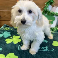 Timmy, a male Maltipoo for sale in Gaffney, SC – Photo 4 of 6