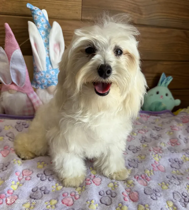 Timmy – Maltipoo puppy for sale in Gaffney, SC