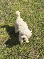 Timmy, a male Maltipoo for sale in Gaffney, SC – Photo 6 of 6