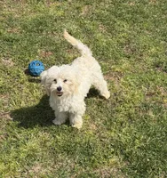 Timmy, a male Maltipoo for sale in Gaffney, SC – Photo 1 of 6