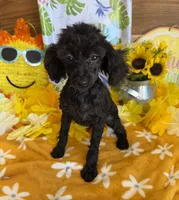 Lilly, a female Poodle - Toy  for sale in Gaffney, SC – 3 of 5