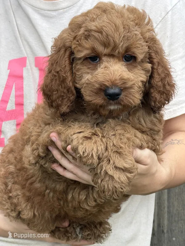 Maverick – Miniature Labradoodle puppy for sale in Gaffney, SC