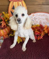Pansy, a female Poodle - Toy  for sale in Gaffney, SC – 3 of 3