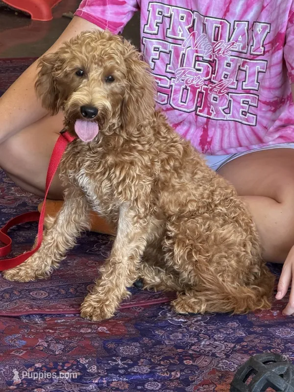 Tanzy – Miniature Labradoodle puppy for sale in Gaffney, SC